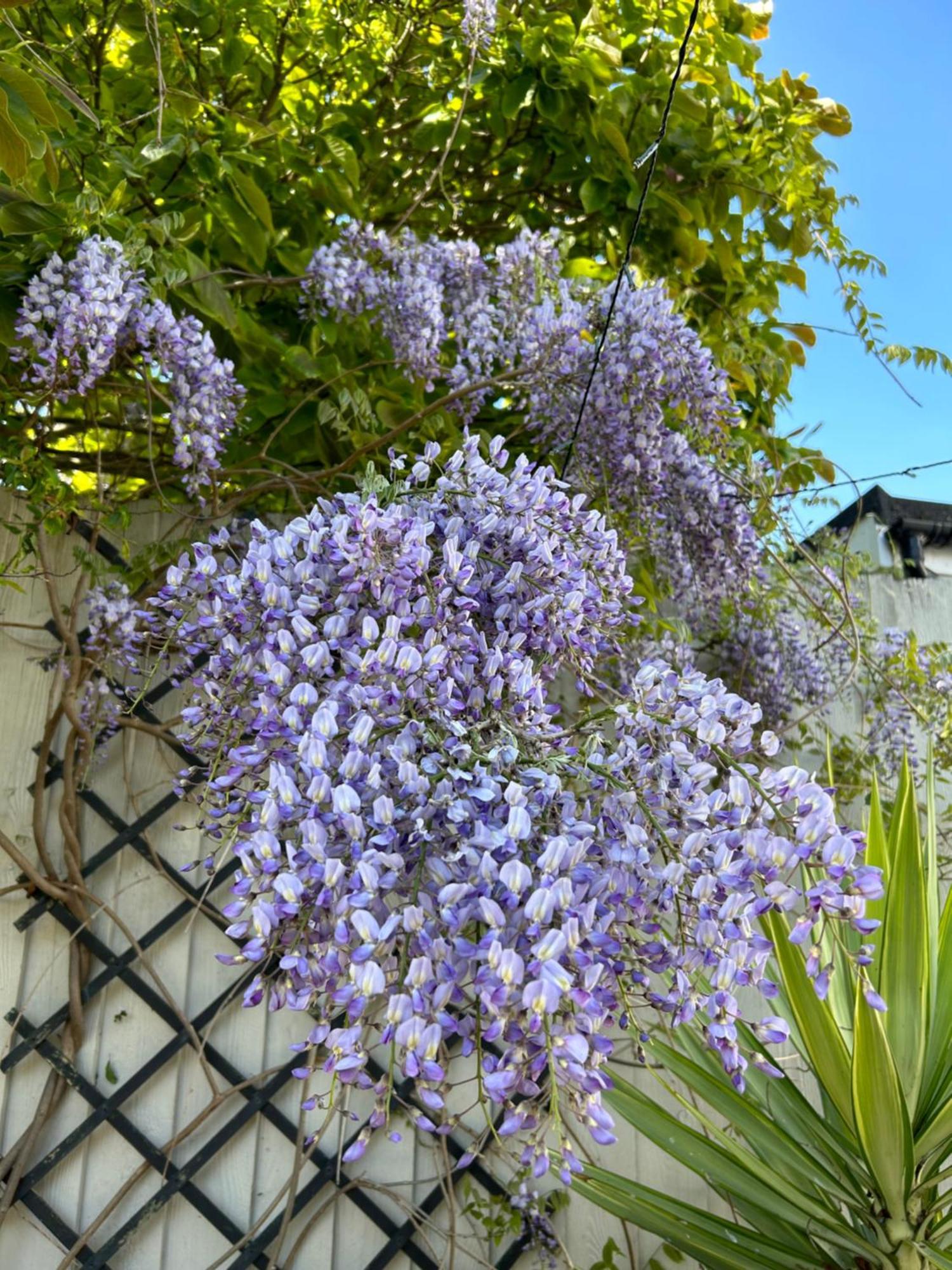 Sea Song Cottage Broadstairs Buitenkant foto